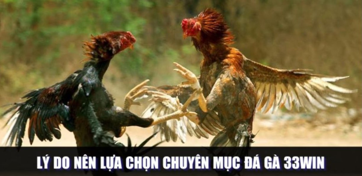 Các hình thức thi đấu chọi gà cơ bản tại 33WIN
