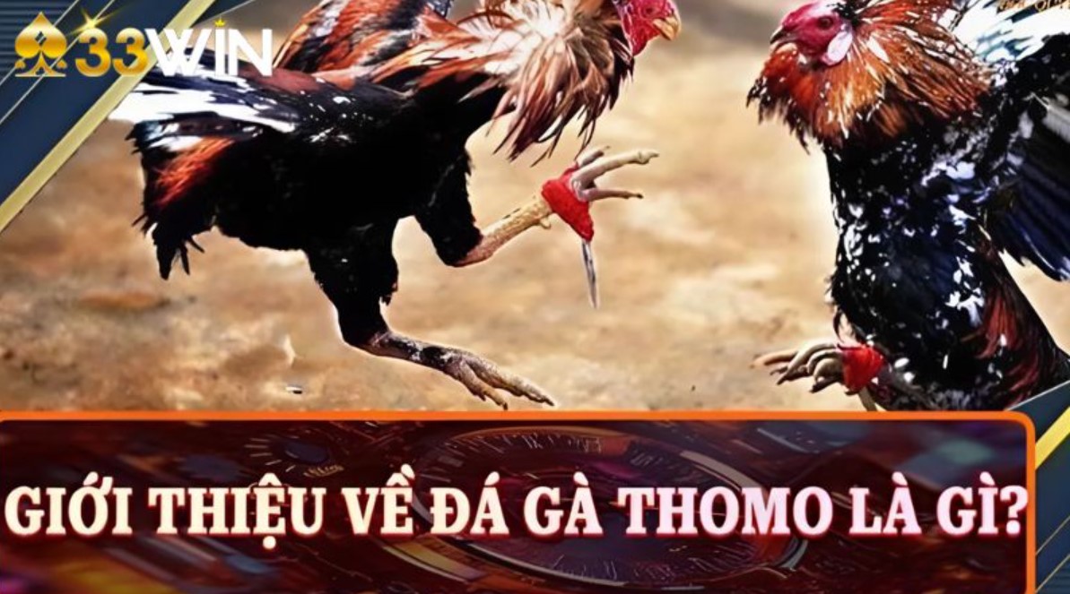 Giới thiệu Đá Gà Thomo