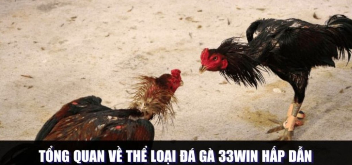 Lý do nên trải nghiệm đặt cược đá gà 33WIN
